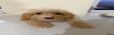 Cockapoo 4