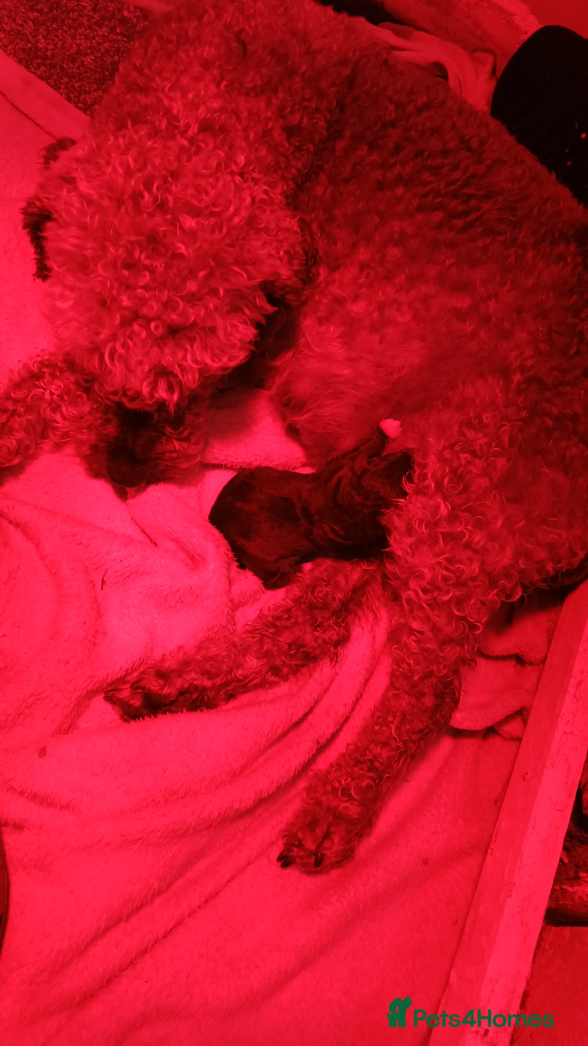 Bedlington Terrier dogs Bedlington terrier puppy's  - Advert 1