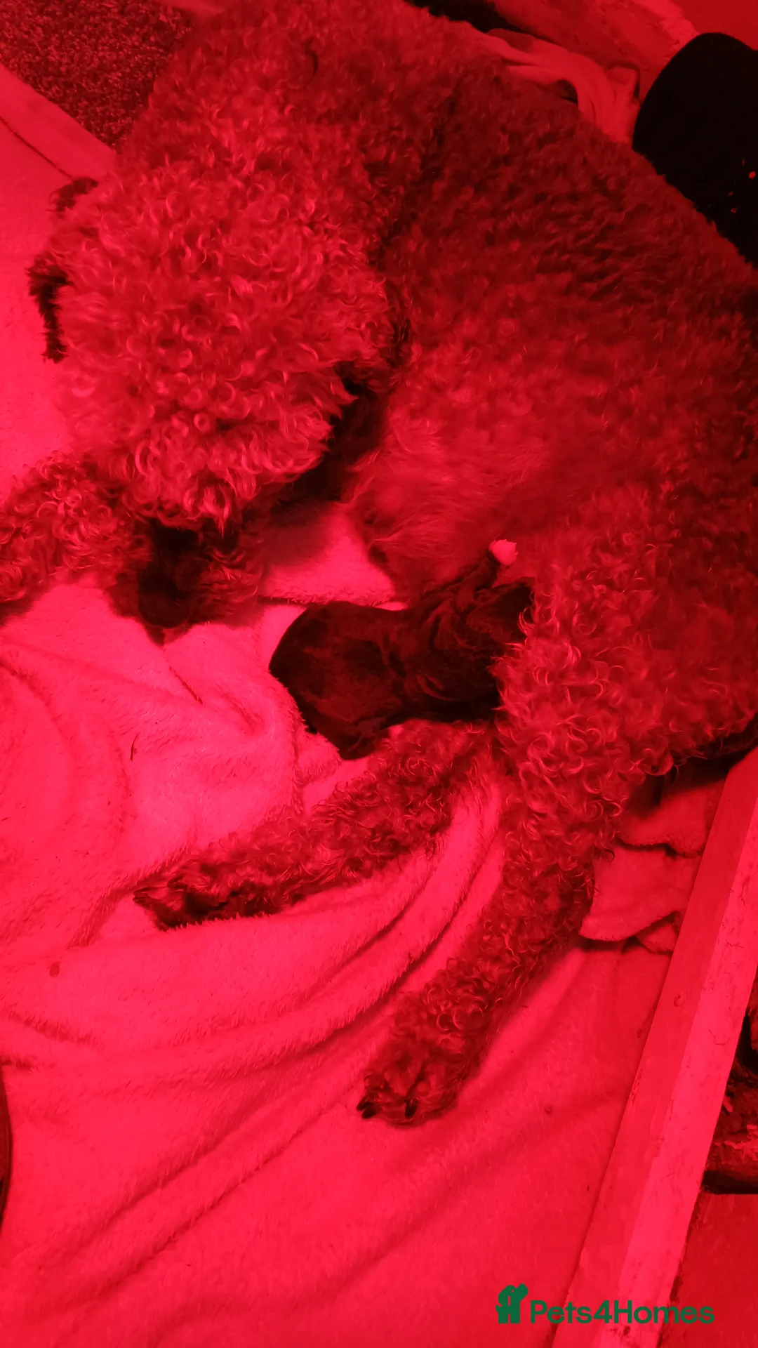 Bedlington Terrier dogs for sale: Bedlington terrier puppy's  in Cardiff - Advert 1
