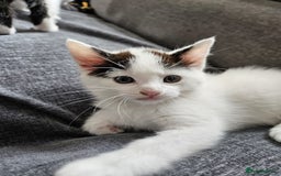 Mixed Breed cats for sale: Little kittens  - Image 2