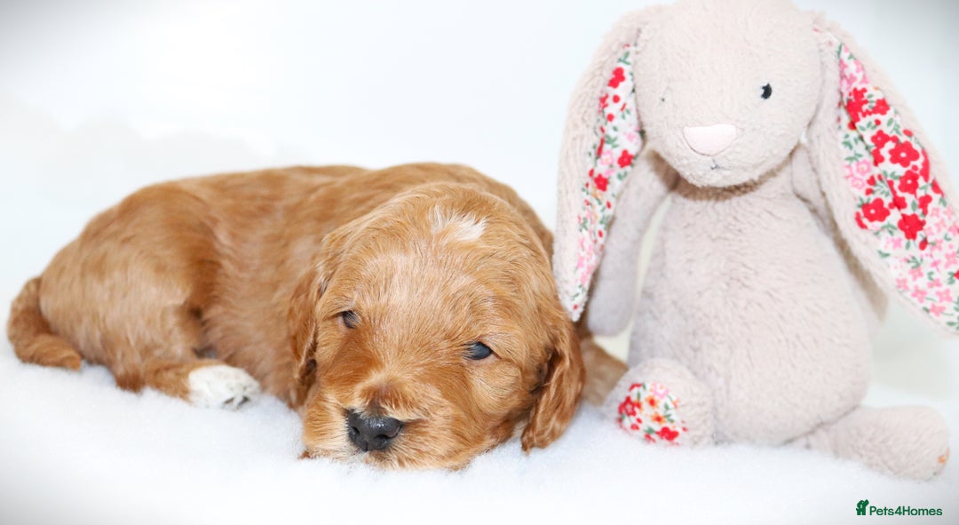 Cockapoo dogs for sale: Welcome to Cotswold Cavapoos and Cockapoos - Advert 7