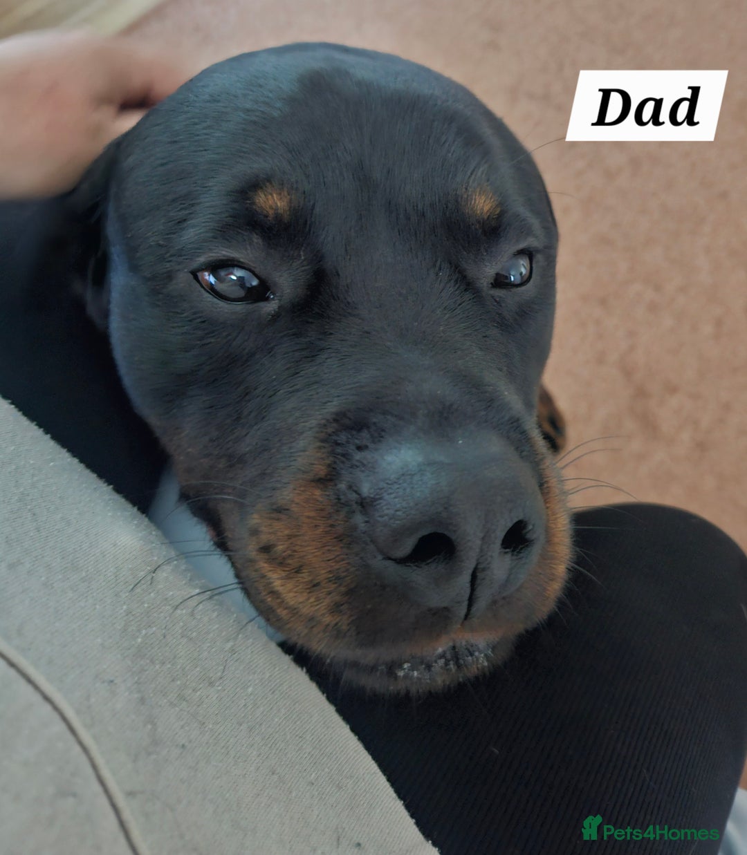 Rottweiler dogs for sale: KC Registered Rottweiler Puppies excellent lineage - Image 25
