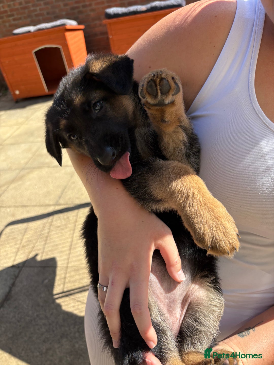 German Shepherd dogs for sale: German Shepherd Puppies - Image 26