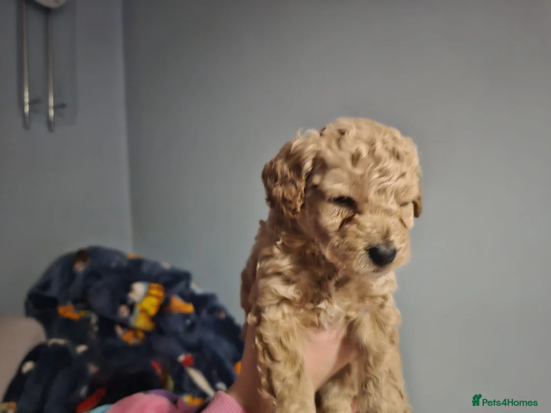 Cockapoo dogs for sale: Cockapoo puppies for sale - Advert 8