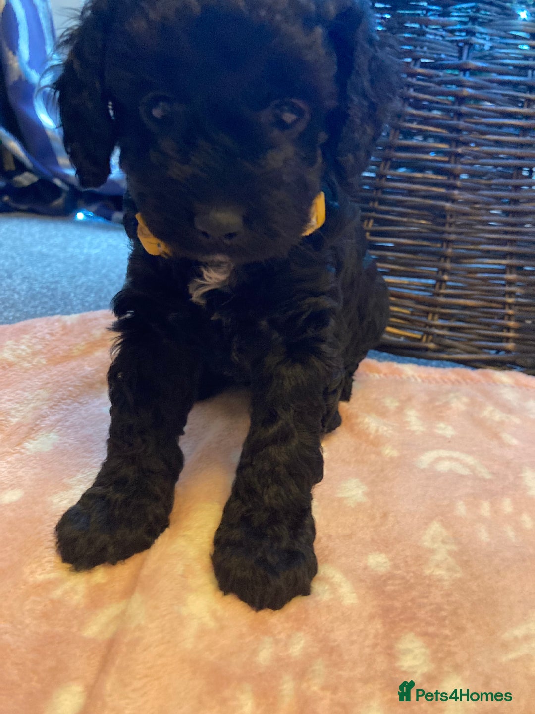 Cavapoo dogs for sale: F1b cavapoo puppies - Advert 4