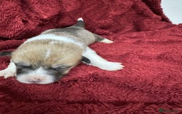 Welsh Corgi Pembroke dogs for sale: Naturally bobbed unique babies - Image 10