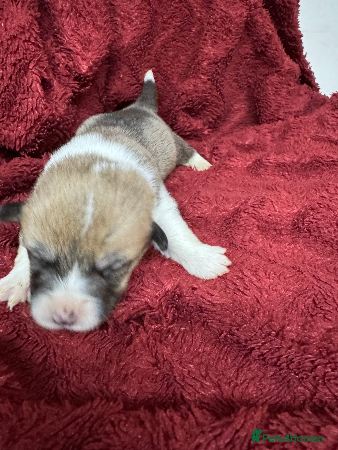 Welsh Corgi Pembroke dogs for sale: Naturally bobbed unique babies - Image 10
