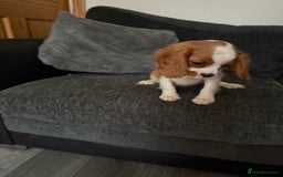 Cavalier King Charles Spaniel dogs for sale: Kennel club reg dna cavalier pups fully vaccine  - Image 13