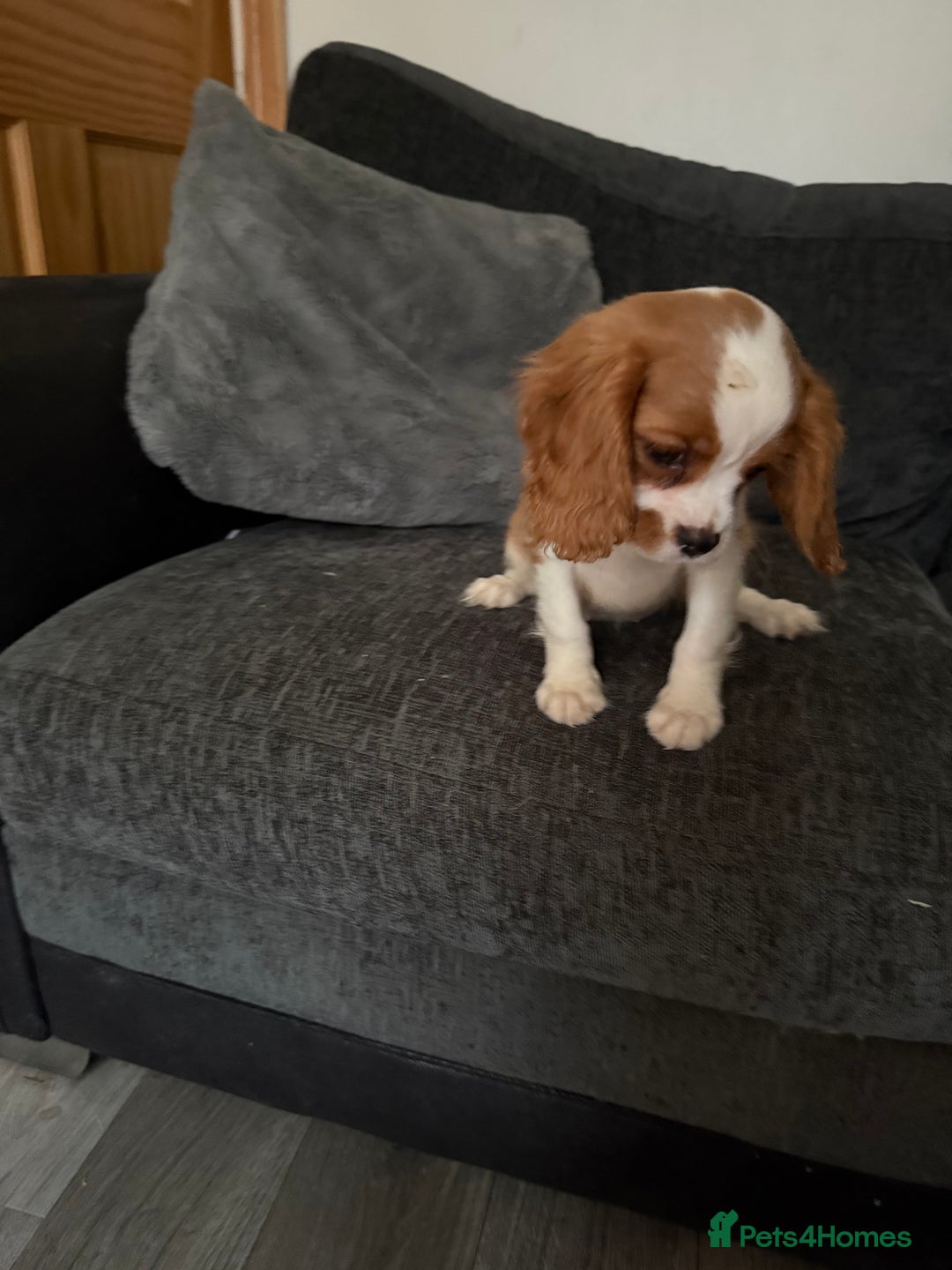 Cavalier King Charles Spaniel dogs for sale: Kennel club reg dna cavalier pups fully vaccine  - Image 13