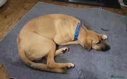 Mixed Breed dogs for adoption: Zach – 10 months old, Male, Mixed Breed Pup - Advert 6