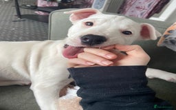 Mixed Breed dogs for sale: Beautiful mixed breed puppy! - Image 3