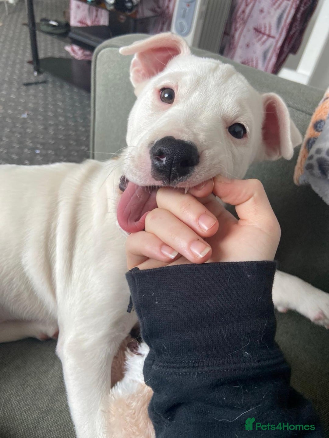 Mixed Breed dogs for sale: Beautiful mixed breed puppy! - Image 3