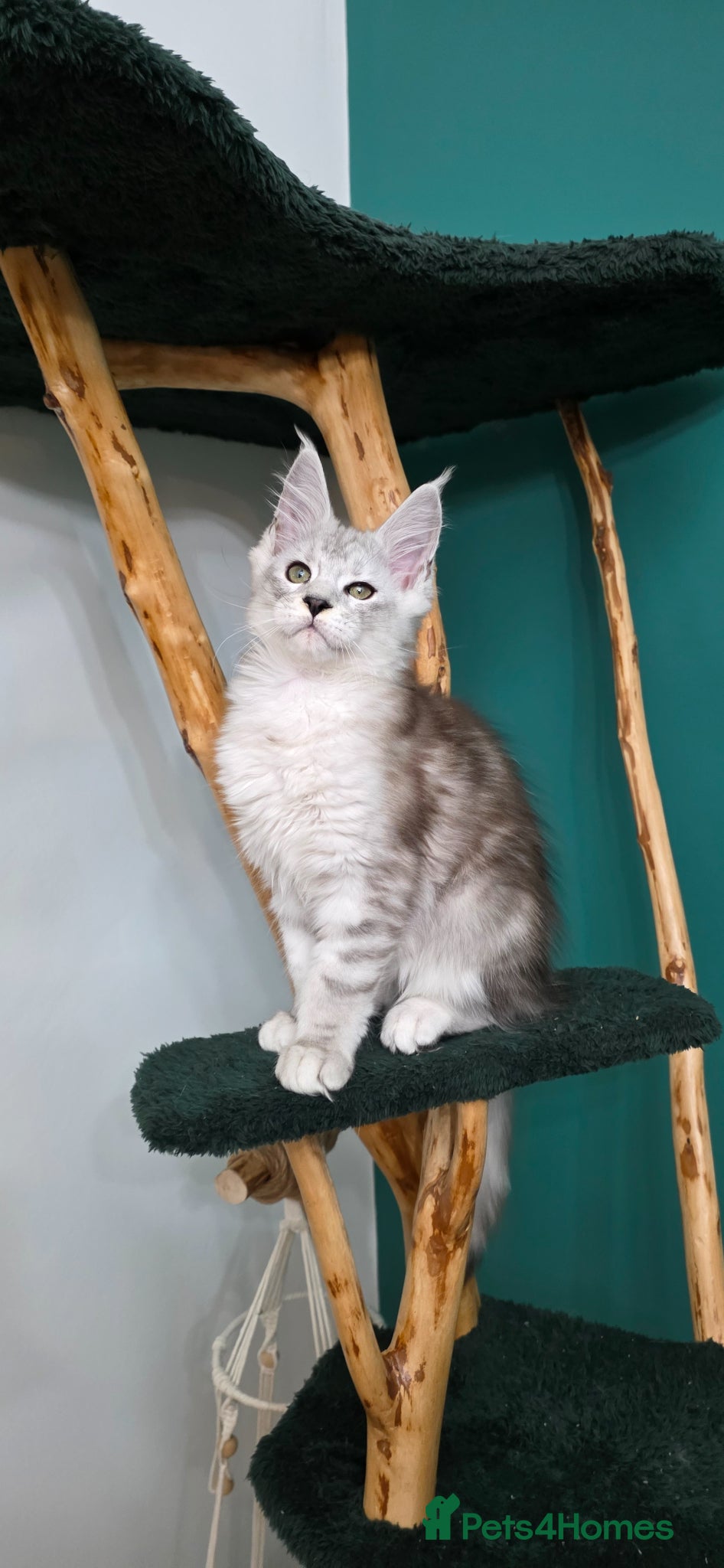 Maine Coon cats Xl Maine coon kitten  - Advert 1