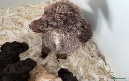 Cockapoo dogs for sale: F1 Cockapoo’s  - Image 9