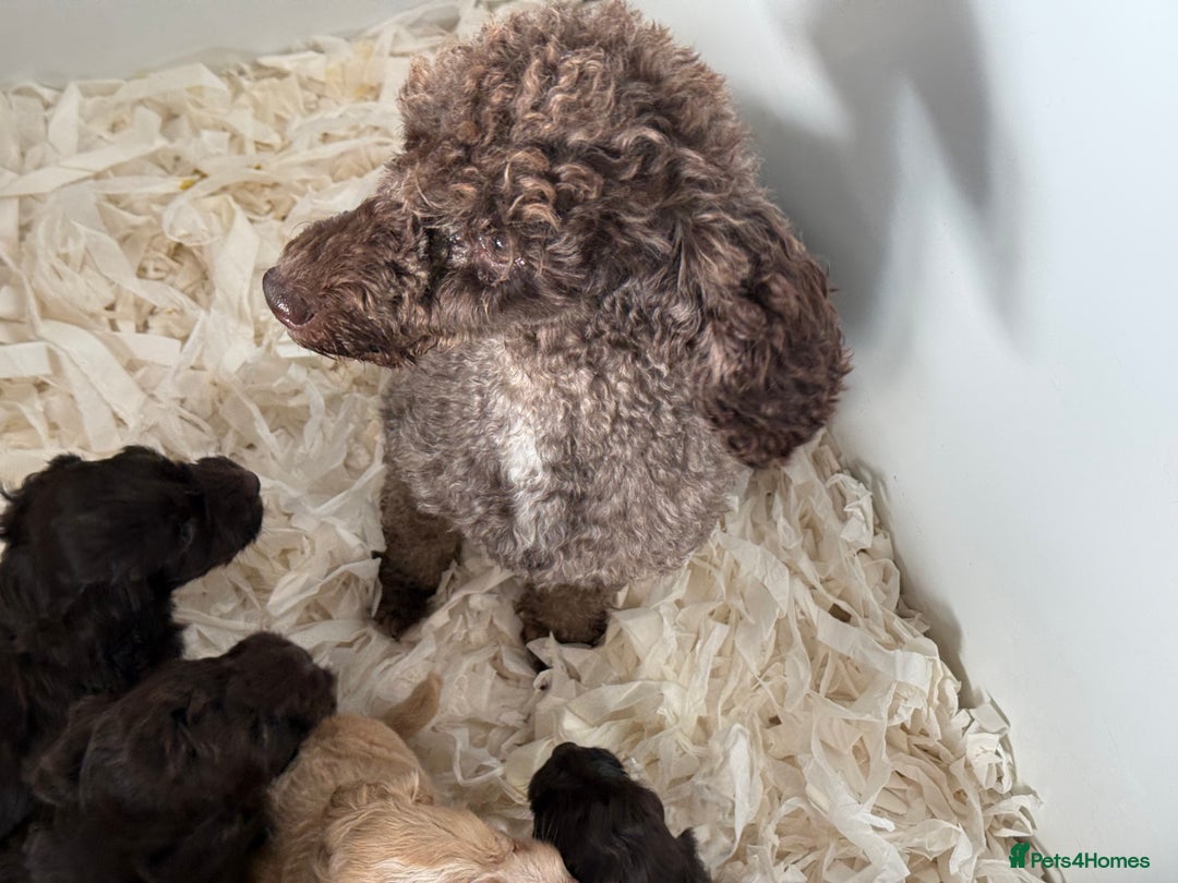 Cockapoo dogs for sale: F1 Cockapoo’s  - Image 9