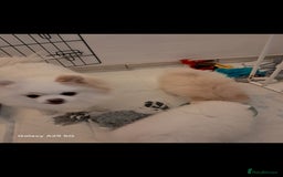 Pomeranian dogs for sale: Handsome Pomeranian - Image 4