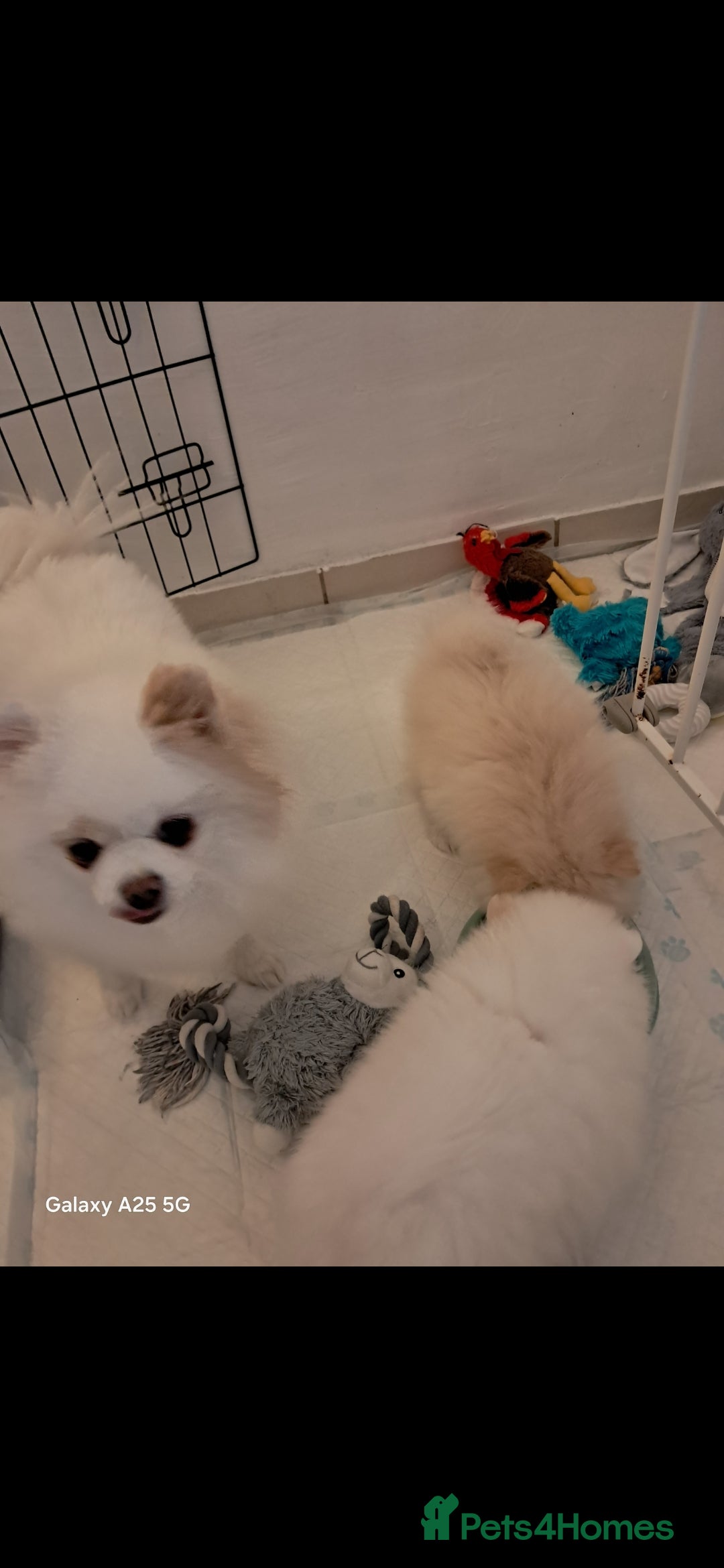 Pomeranian dogs for sale: Handsome Pomeranian - Image 4
