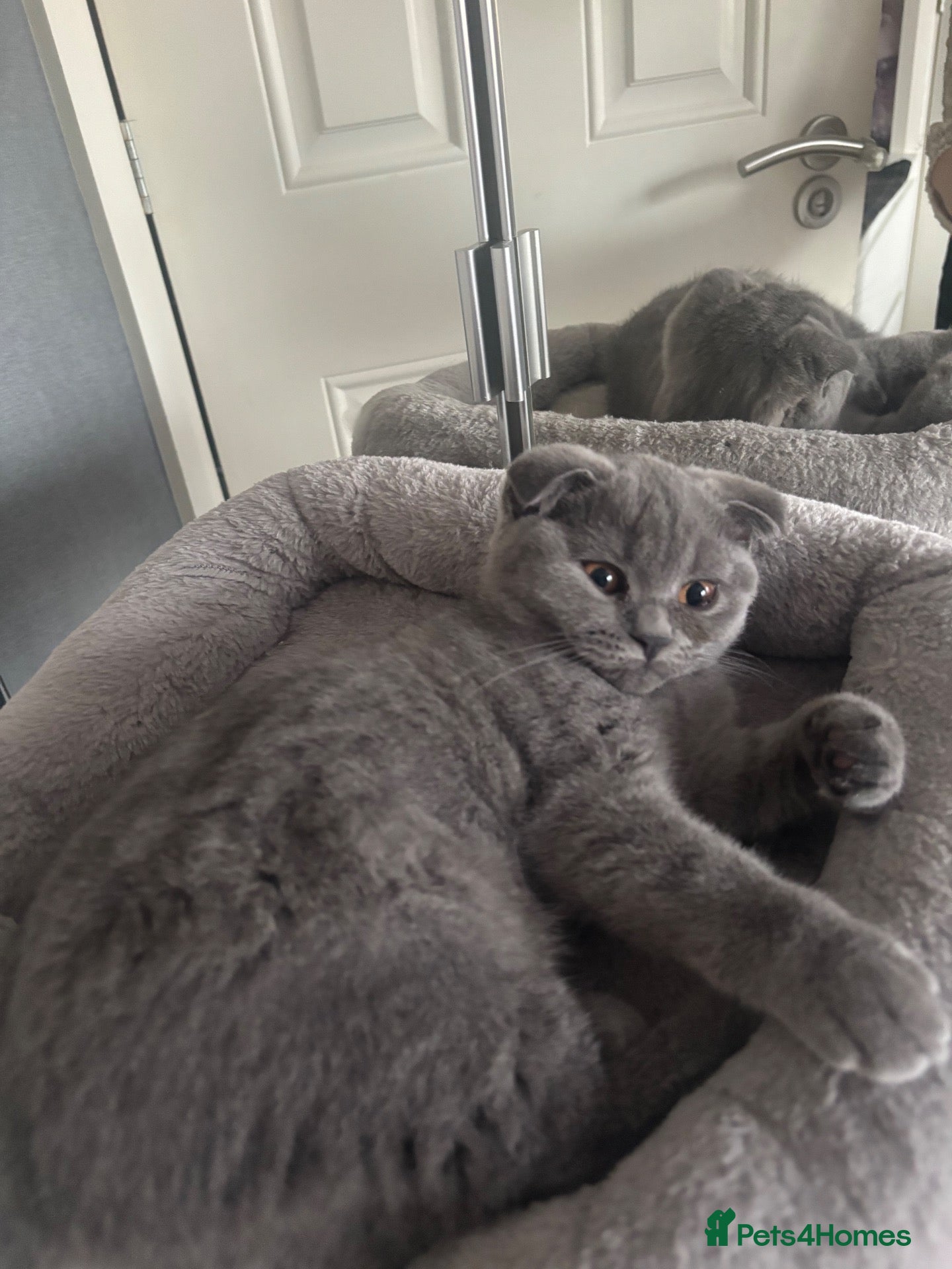 Scottish Fold cats Scottish fold and straight kittens - Advert 2