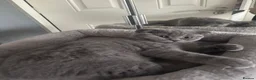 Scottish Fold cats for sale: Scottish fold and straight kittens - Advert 4