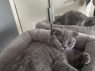 Scottish Fold cats Scottish fold and straight kittens - Advert 2