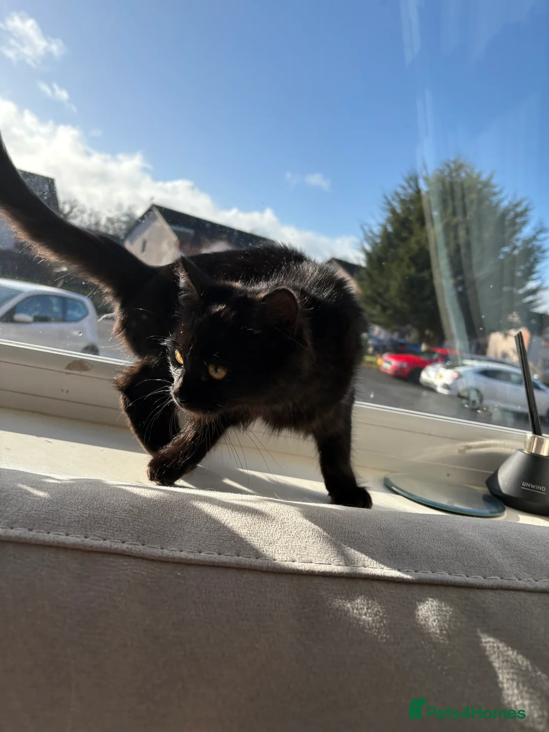 Mixed Breed cats for sale: 6month old female black cat  - Advert 4