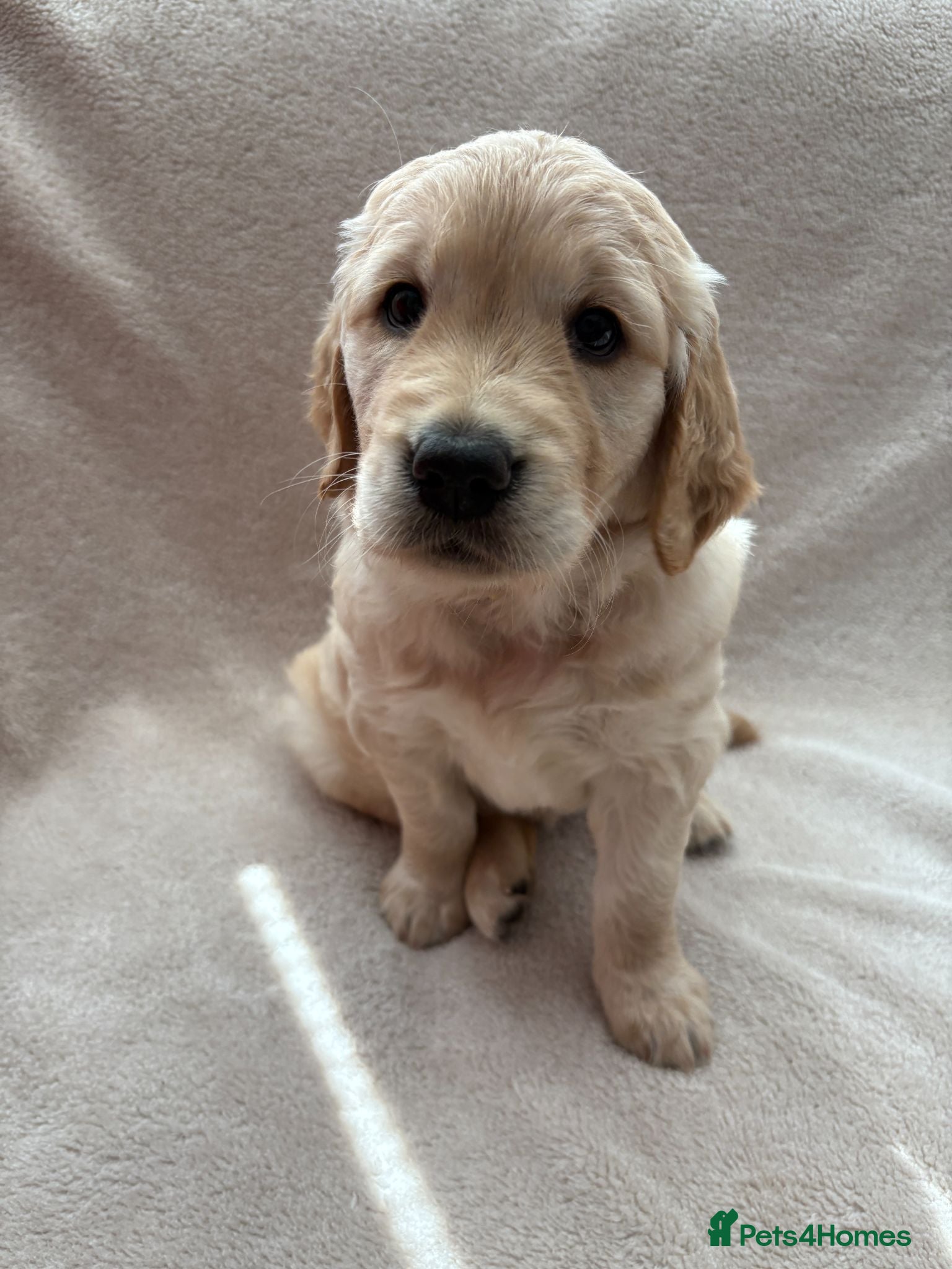 Golden Retriever dogs KC registered Golden Retriever Puppies - Advert 2