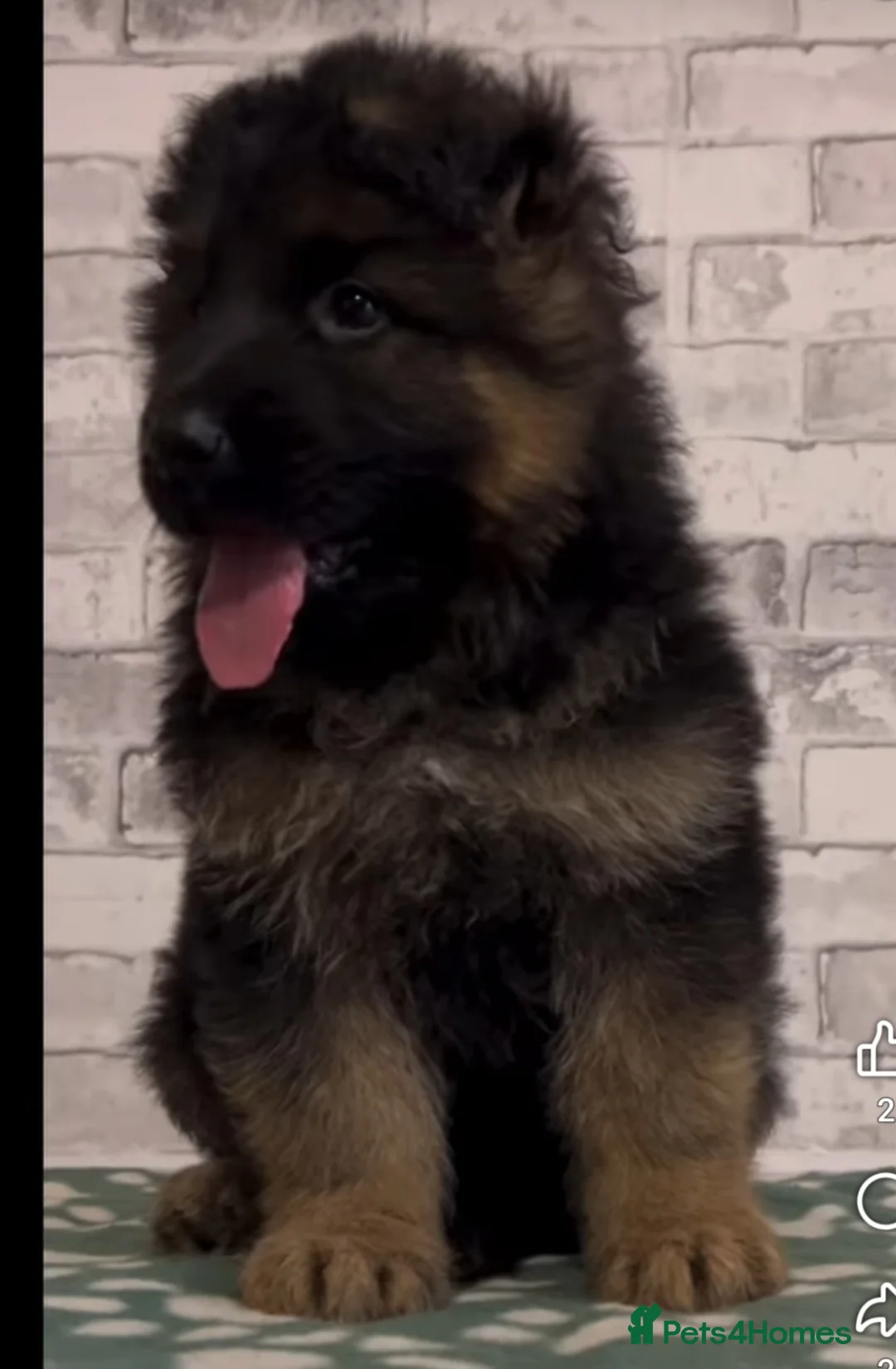 German Shepherd dogs for sale: German shepherd long hair strach back - Advert 14