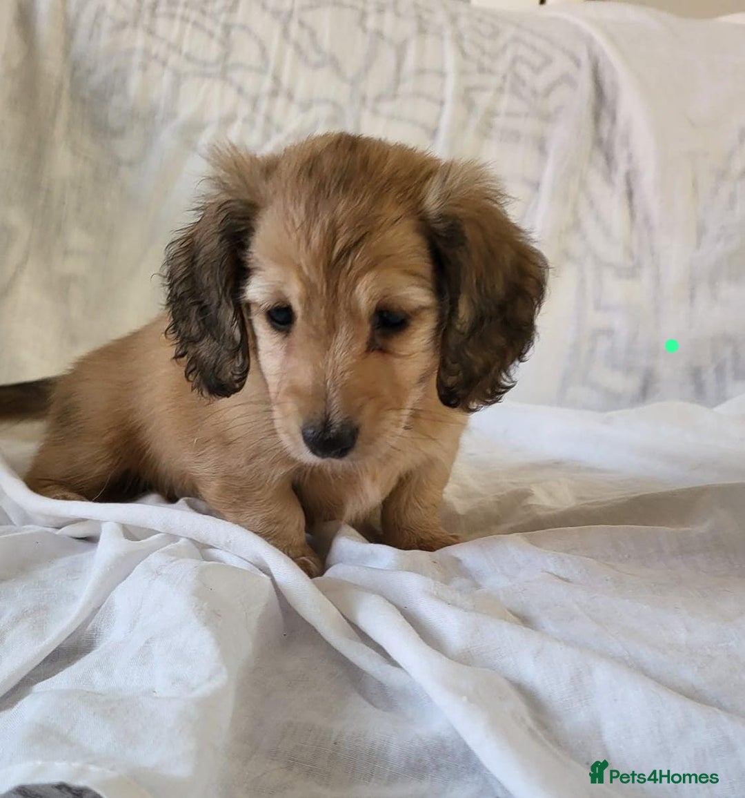 Dachshund dogs for sale: Miniature dachshunds - Image 5