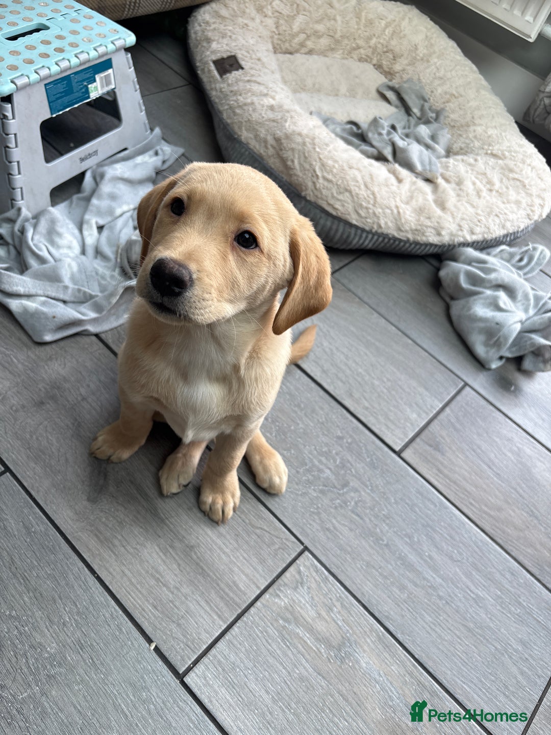 Labrador Retriever dogs for sale: Stunning kc labradors  - Advert 16