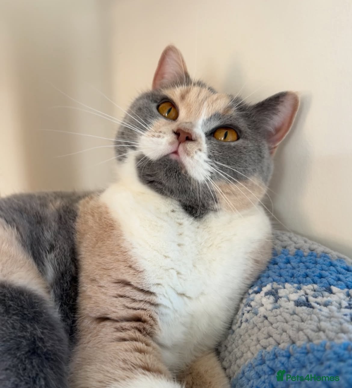 British Shorthair cats GCCF & TICA REG ACTIVE GIRL  - Advert 3