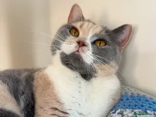 British Shorthair cats GCCF & TICA REG ACTIVE GIRL - Advert 3