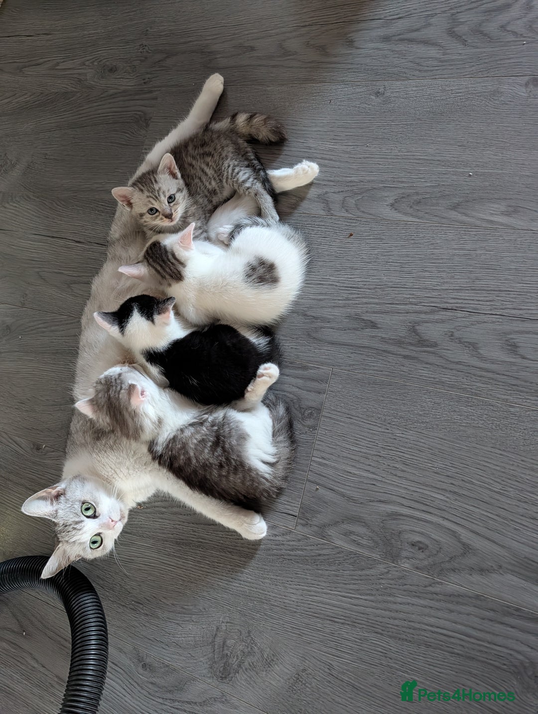 Mixed Breed cats for sale: Persian mix cross  - Image 10