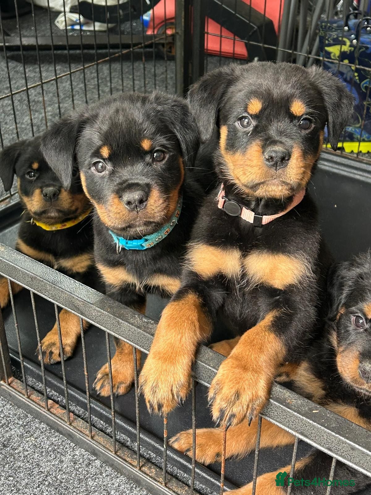 Rottweiler dogs Rottwiler puppies - Advert 1