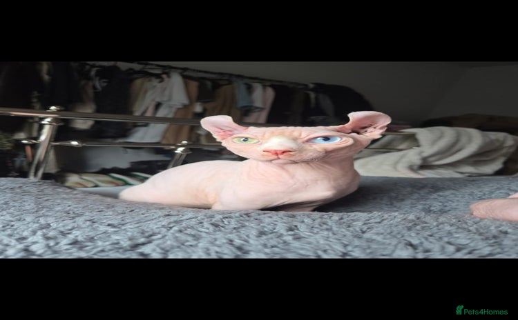 Sphynx cats - Advert 11