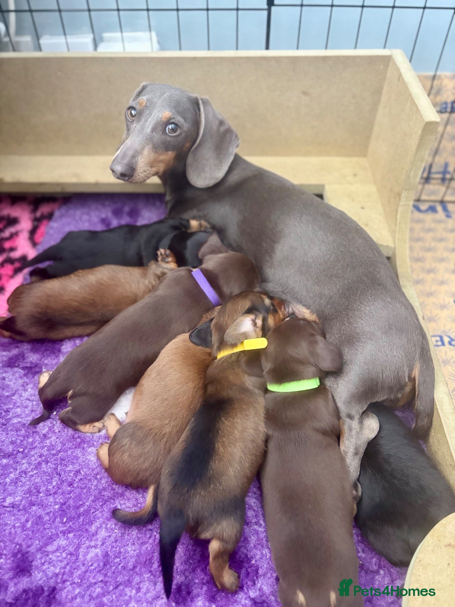 Miniature Dachshund dogs KC Registered Miniature Dachshund Puppies - Advert 6