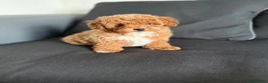 Poochon 2