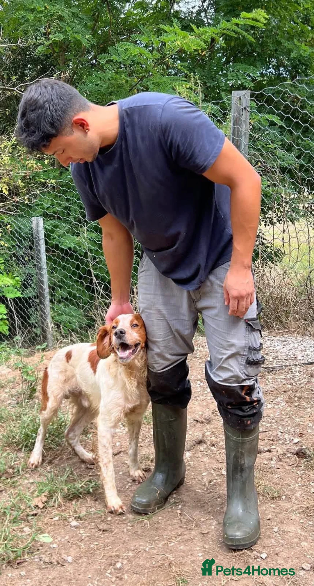 Brittany Spaniel dogs for adoption: Troy - Brittany Spaniel  in Ashford - Advert 7