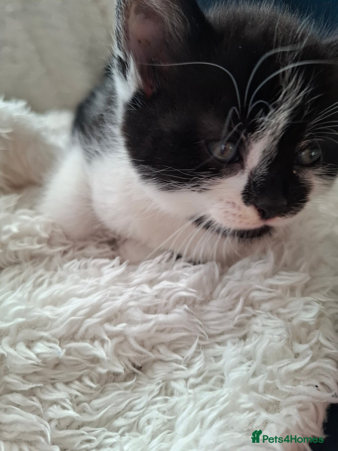 Mixed Breed cats for sale: Tabby/British short hair - Advert 7