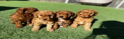 Cavapoo dogs for sale: Beautiful Red F1b Cavapoo - Viewings now welcome - Advert 2