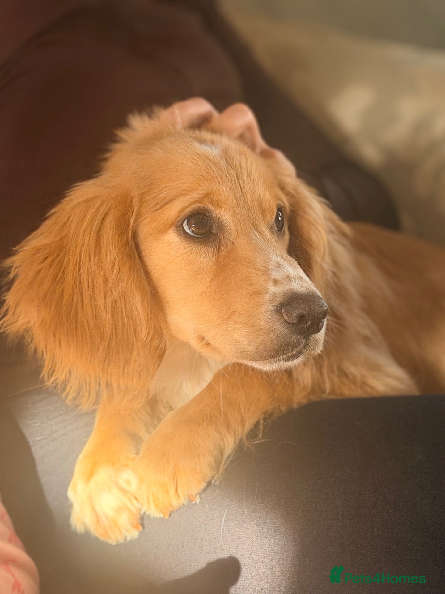 Cocker Spaniel dogs for sale: Prolific working lines cocker spaniel puppies  - Advert 2