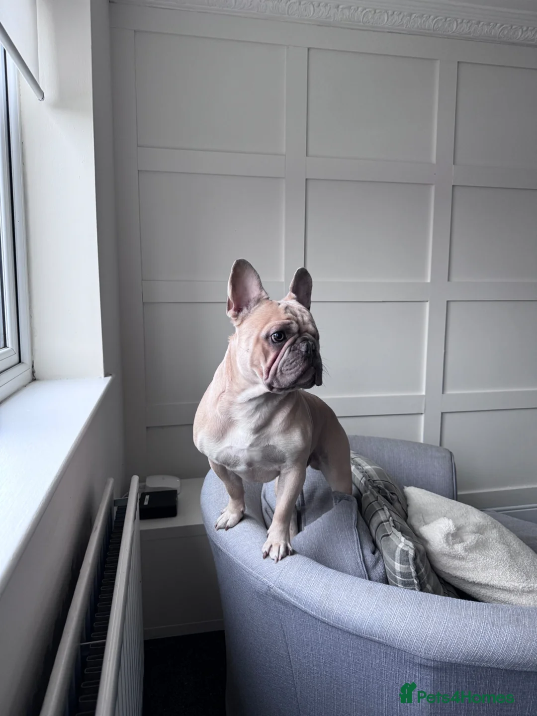 French Bulldog dogs for stud: 🐾 French Bulldog Stud Available 🐾 in Peterlee - Advert 2