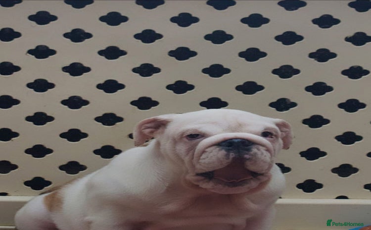 English Bulldog dogs - Advert 12
