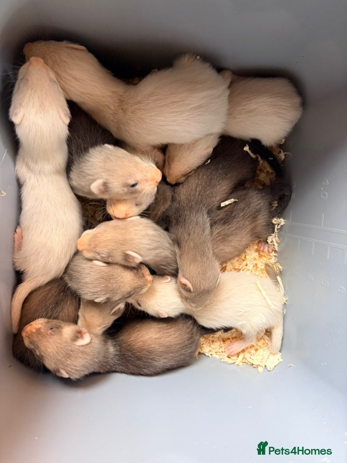 Ferret rodents Male ferret kits for sale  - Advert 5