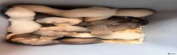 Ferret rodents for sale: Male ferret kits for sale  in Oakham - Advert 1