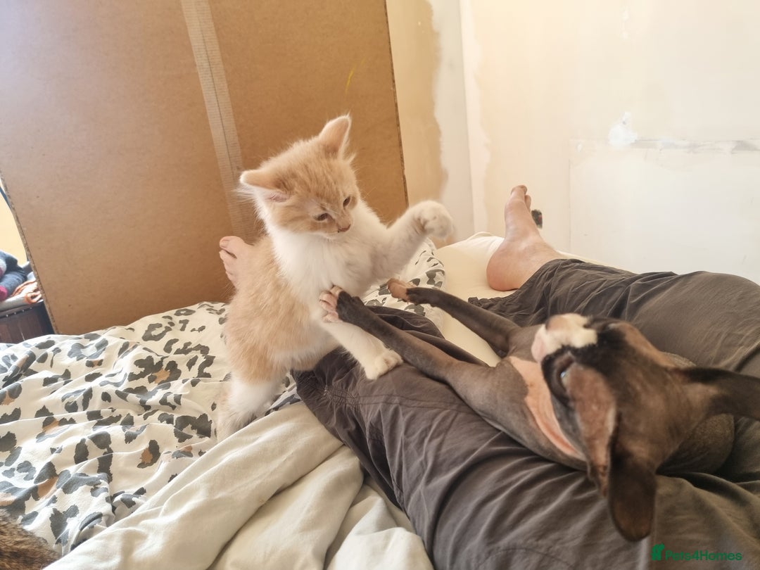 Mixed Breed cats for sale: Half norweigen forest cat 1/4 bengal 1/4 longhair - Image 9