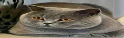 British Shorthair cats for sale: ADORABLE LILAC BOY - Advert 7