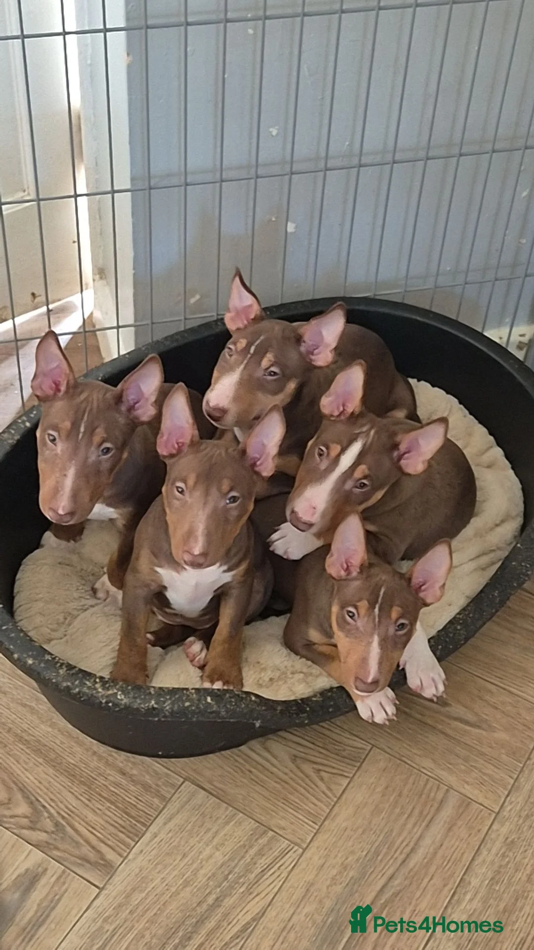 Miniature Bull terrier dogs for sale: REDUCED Exclusive Miniature Bull Terrier Pups  - Advert 9