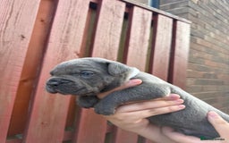 Cane Corso dogs for sale: cane corso pups - Image 20