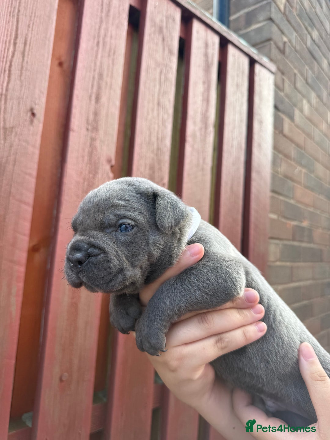 Cane Corso dogs for sale: cane corso pups - Image 20