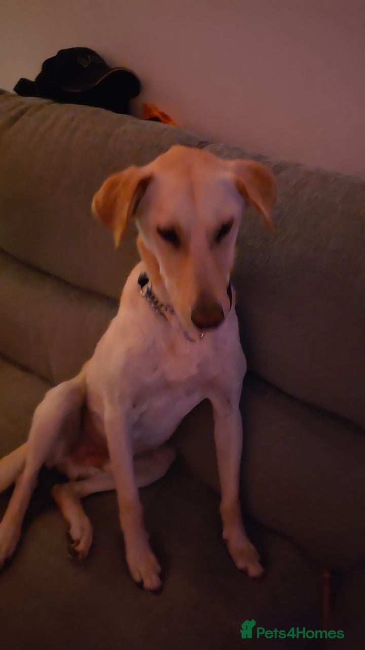 Mixed Breed dogs 1 Year Old beautiful doggo needs a new home - Advert 2